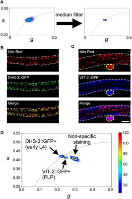 Identifying lipid particle sub-types in live Caenorhabditis elegans with two-photon fluorescence lifetime imaging